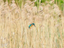 Kingfisher - Zimorodek